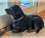Small #2 Bluetick Coonhound-Labrador Retriever Mix