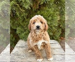 Small #3 Goldendoodle (Miniature)