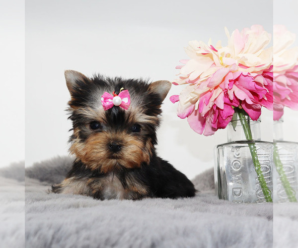 Medium Photo #4 Yorkshire Terrier Puppy For Sale in LOS ANGELES, CA, USA