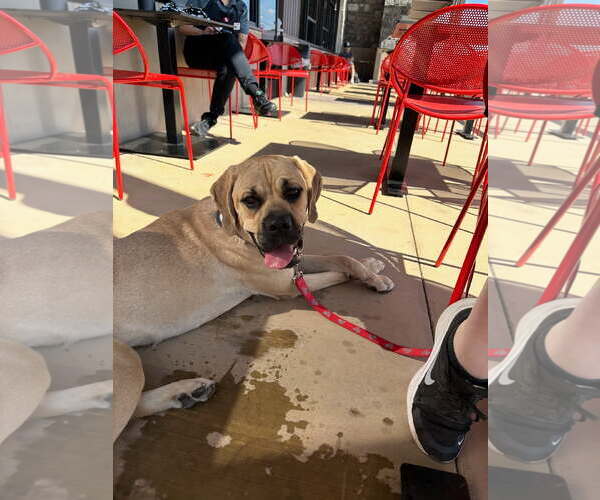 Medium Photo #2 Mutt Puppy For Sale in Goodyear, AZ, USA