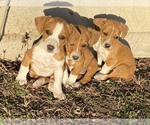 Small Photo #1 Basset Hound-Mountain Cur Mix Puppy For Sale in HARTSHORN, MO, USA