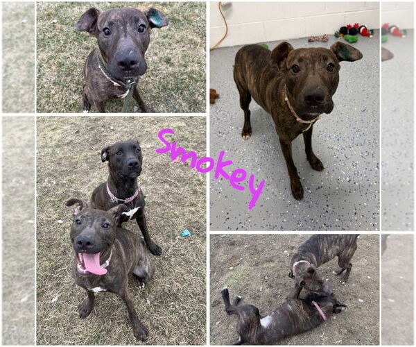 Medium Photo #1 American Staffordshire Terrier-Labrador Retriever Mix Puppy For Sale in Pierceton , IN, USA