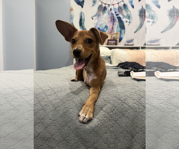 Medium Photo #3 Beagle-Chihuahua Mix Puppy For Sale in San Francisco, CA, USA