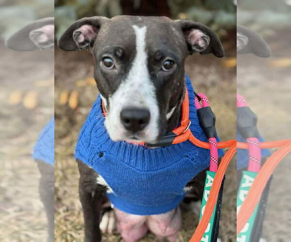 Medium Photo #5 Mutt Puppy For Sale in GILBERTS, IL, USA
