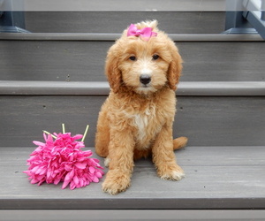 Goldendoodle (Miniature) Puppy for sale in MILLERSBURG, OH, USA