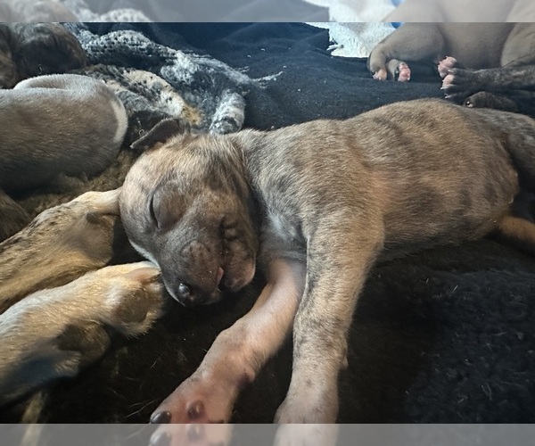 Medium Photo #13 Whippet Puppy For Sale in CORRY, PA, USA