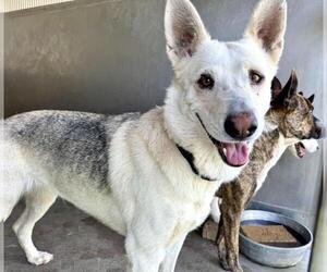 Siberian Husky Dogs for adoption in San Bernardino, CA, USA