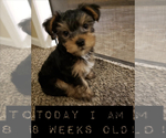 Small Photo #2 Yorkshire Terrier Puppy For Sale in SILVER CREEK, GA, USA