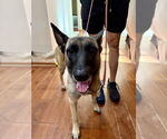 Small #1 German Shepherd Dog Mix