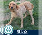 Small #3 Golden Retriever Mix