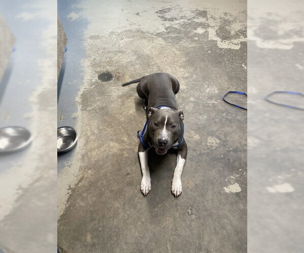 Medium Photo #1 American Staffordshire Terrier Puppy For Sale in Tallahassee, FL, USA