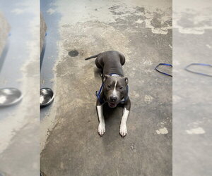 American Staffordshire Terrier Dogs for adoption in Tallahassee, FL, USA