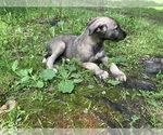 Small #1 Irish Wolfhound