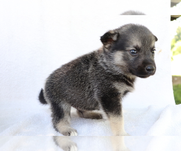 Medium Photo #4 Norwegian Elkhound Puppy For Sale in SHILOH, OH, USA