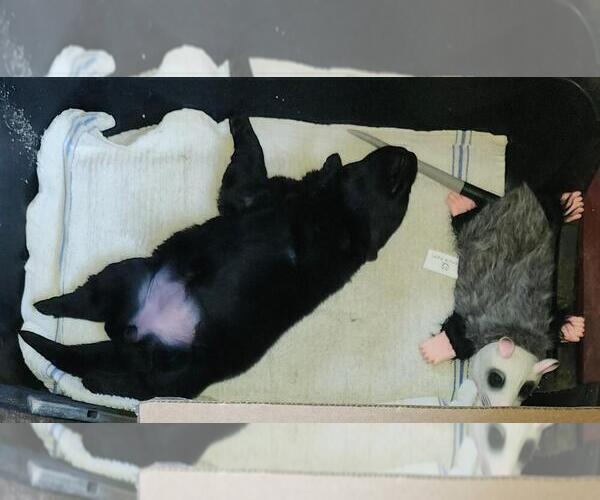 Medium Photo #1 German Shepherd Dog Puppy For Sale in MONTALBA, TX, USA