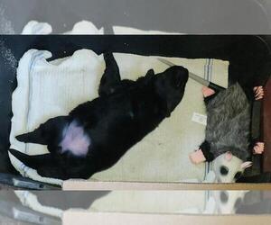 Medium German Shepherd Dog