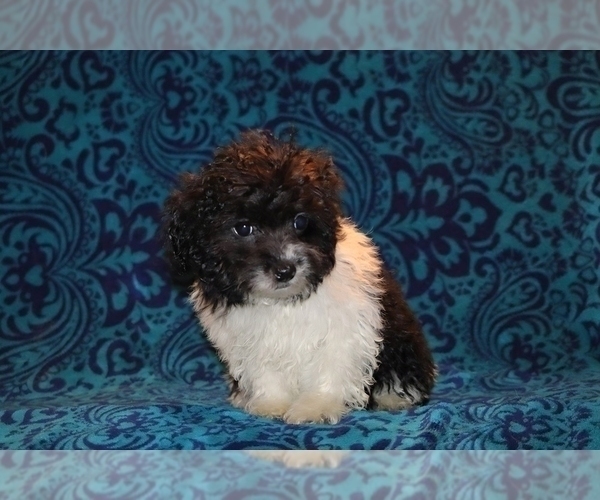Medium Photo #13 Goldendoodle (Miniature) Puppy For Sale in DYERSBURG, TN, USA