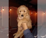 Small Photo #5 Golden Retriever Puppy For Sale in GOSHEN, NH, USA