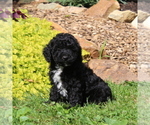 Small Photo #4 Poodle (Toy) Puppy For Sale in NORTH EAST, MD, USA