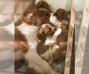 Mother of the Cavalier King Charles Spaniel puppies born on 08/24/2021
