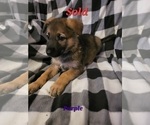 Small Photo #9 German Shepherd Dog Puppy For Sale in HARRISONVILLE, MO, USA