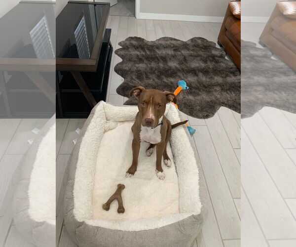 Medium Photo #2 Boxer-Staffordshire Bull Terrier Mix Puppy For Sale in Chandler, AZ, USA