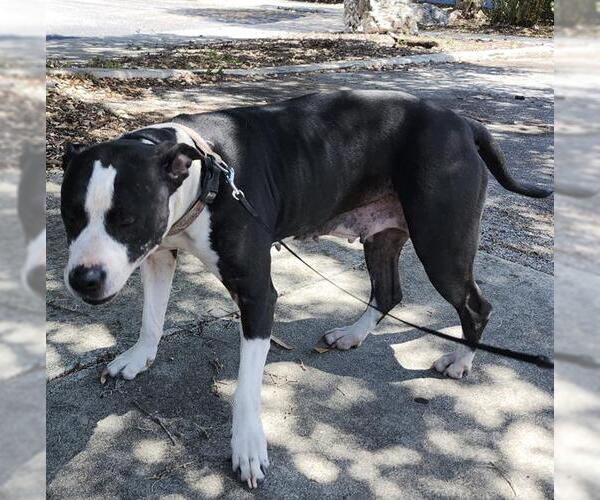 Medium Photo #1 American Staffordshire Terrier-Unknown Mix Puppy For Sale in San Antonio, TX, USA