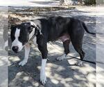 Small American Staffordshire Terrier Mix