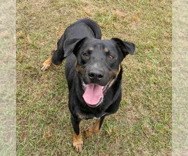Medium Photo #6 Rottweiler-Unknown Mix Puppy For Sale in Anniston, AL, USA
