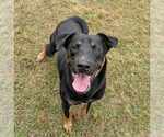 Small #5 Rottweiler Mix