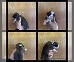 Puppy Black Boxer