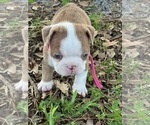 Small Photo #16 Boston Terrier Puppy For Sale in LOXAHATCHEE, FL, USA