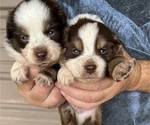 Puppy Puppy 5 Australian Shepherd