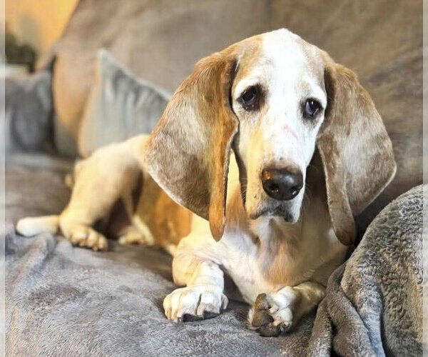 Medium Photo #3 Basset Hound Puppy For Sale in Deepwater, NJ, USA