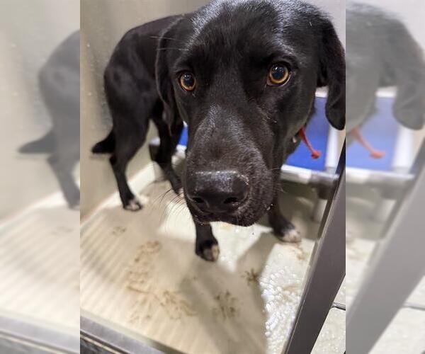 Medium Photo #1 Mutt Puppy For Sale in Bakersfield, CA, USA