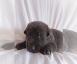colbalt - Male German Shepherd Dog Puppy for Sale - Photo #2