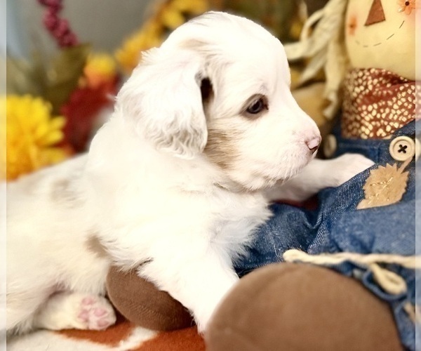 Medium Photo #4 Miniature Australian Shepherd Puppy For Sale in ANTHONY, FL, USA