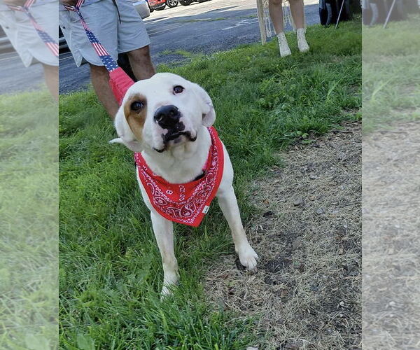 Medium Photo #2 Mutt Puppy For Sale in Germantown, OH, USA