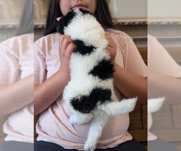 Medium Photo #21 Bernedoodle-Golden Mountain Dog Mix Puppy For Sale in DAVIS, CA, USA