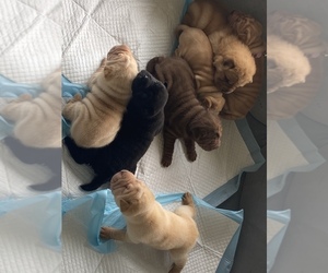 Chinese Shar-Pei Puppy for sale in Laidley, Queensland, Australia
