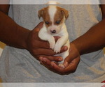 Puppy EJ Dixon Jack Russell Terrier