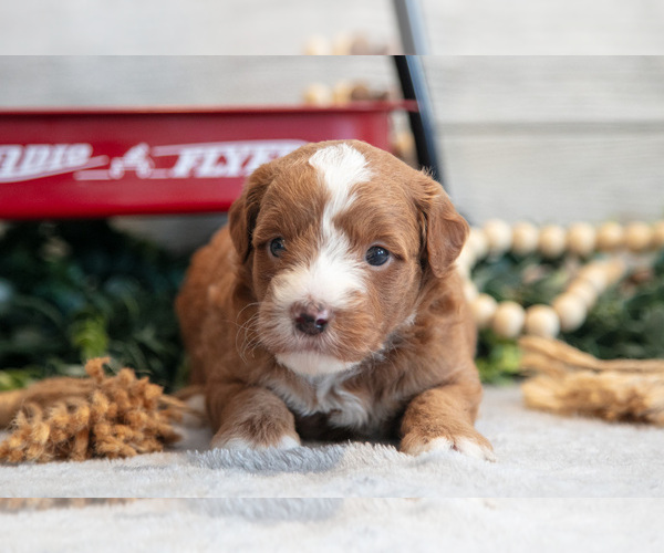 Medium Photo #3 Goldendoodle (Miniature) Puppy For Sale in MIDDLEBURY, IN, USA