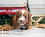 Small #2 Goldendoodle (Miniature)
