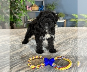 Aussiedoodle Miniature Puppy for sale in GREENWOOD, IN, USA