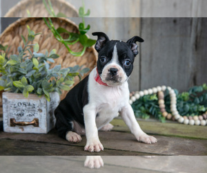 Medium Boston Terrier