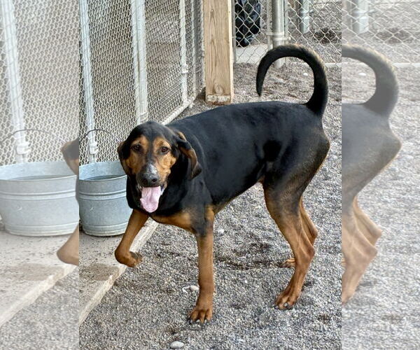 Medium Photo #4 Bloodhound-Unknown Mix Puppy For Sale in Webster, WI, USA