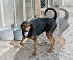 Small #3 Bloodhound Mix