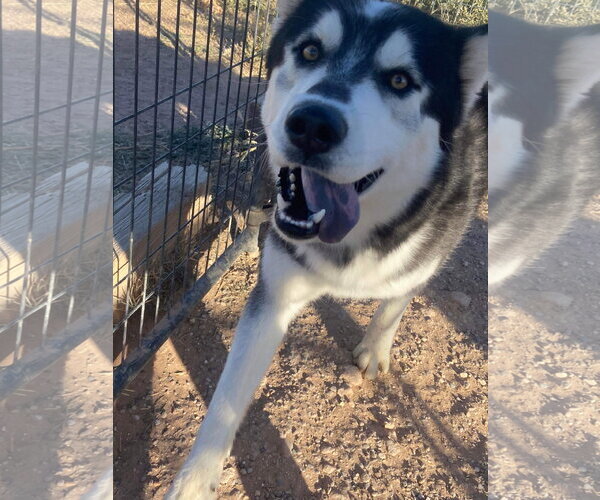 Medium Photo #6 Siberian Husky Puppy For Sale in Cedar Crest, NM, USA