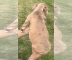 Small Photo #22 American Bully Puppy For Sale in LAKE STATION, IN, USA