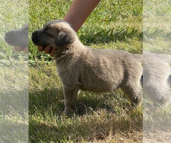 Medium Photo #27 Cane Corso Puppy For Sale in SEBASTOPOL, CA, USA